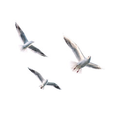 Flying seagull with white background.