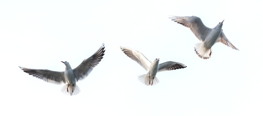 Obraz premium Flying seagull with white background.
