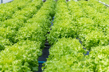 Hydroponics vegetable farm. Concept of growing organic vegetables and health food.