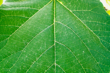 green leaf close up background