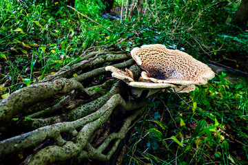Mushroom growing on a trees roots