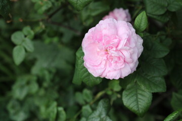 pink rose in garden