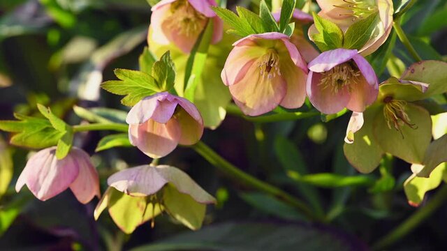 Pink Hellebore flower, Helleborus niger