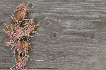 Sprouted weird organic potatoes on rustic wooden background. Flabby, wrinkled, ugly potato with...