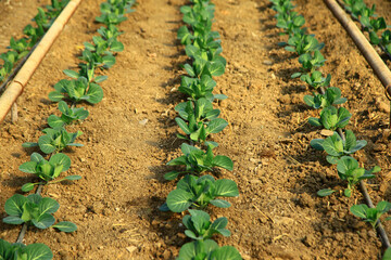 Green strawberry leaves in the greenhouse