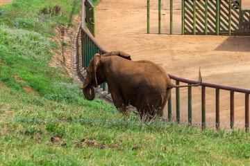 Elephant in a zoo of Spain