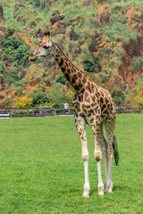 Giraffes in a zoo of Spain