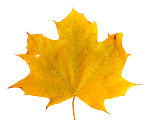 Autumn maple branch with leaves  isolated on  background
