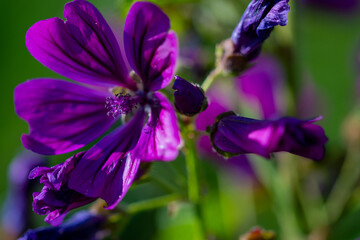 purple iris flower closeup