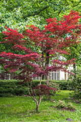 Red japanese maple, acer japonicum, in a park in front of an old building