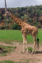 Naklejka na ściany i meble Giraffes in a zoo of Spain