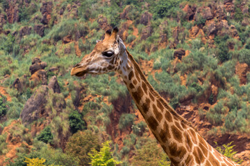 Giraffes in a zoo of Spain