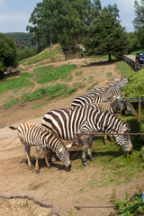 Fototapeta na wymiar Zebras in a zoo of Spain
