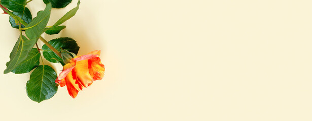 Beautiful orange rose on  delicate yellow paper background.