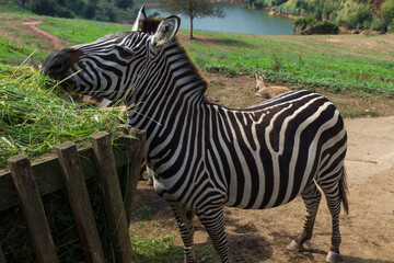 Fototapeta na wymiar Zebras in a zoo of Spain