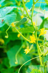 Growing cucumbers in a greenhouse. Selective focus.
