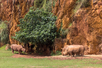 Rhinos in a zoo of Spain