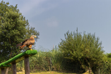 Eagle in a zoo of Spain