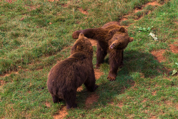 Bears in a zoo of Spain