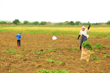 Mother and kid gathering harvest in the farmland