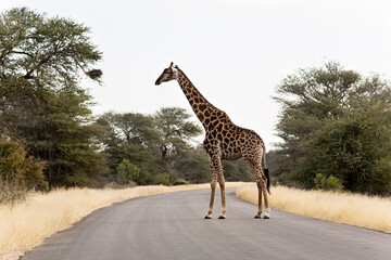 Jirafa cruzando la carretera en el parque nacional Kruger, Sudáfrica.