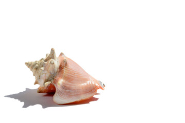 A nice pink shell isolated on a white background