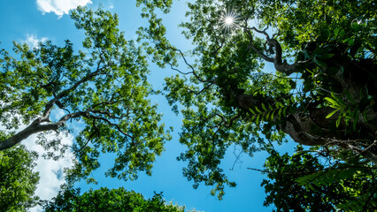 green leaves against blue sky