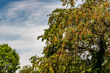 Cherry tree with fruits under a blue sky