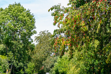 Fototapeta na wymiar Cherry tree with fruits under a blue sky