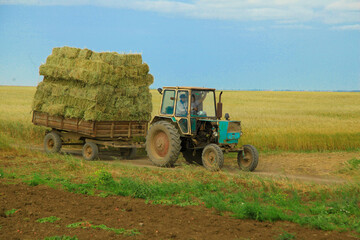 Fototapeta na wymiar A blue tractor carrying green plants