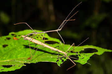 Stick insects mating
