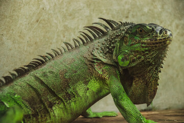 Fototapeta premium Green iguana or American iguana sold as an exotic pet in Chatuchak Weekend Market in Bangkok City Thailand
