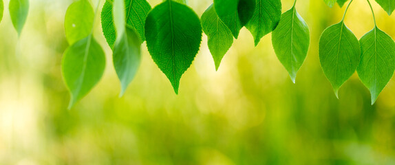 green leaf, a leafy shade, panoramic view of green leaf on green bokeh background