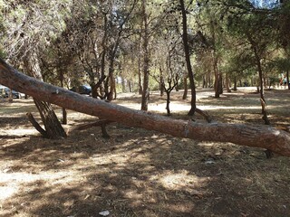 Beautiful forest and many pine trees
