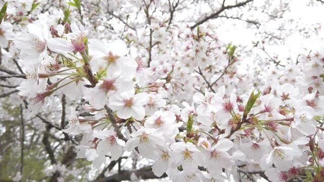 4K Close-up video of sakura in motion by windy and panning shot with warm filter