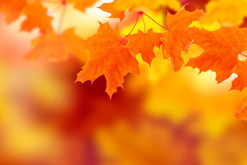 Fototapeta na wymiar autumn landscape with bright colorful foliage. Indian summer.