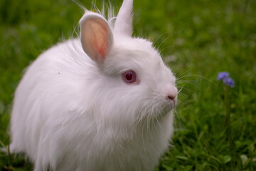 white rabbit in the grass