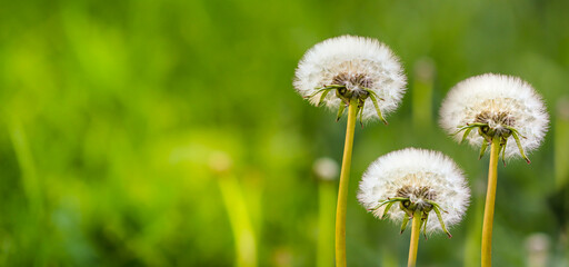 Silvery-white, fluffy dandelion seeds on a blurred green background of a summer meadow lit by sunlight. Summer flower background. Free space for text