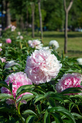 Tulip season. Bright fresh spring flowers tulips on blurred background. Beautiful pink tulip blooming in garden. Tulips on the flower bed. peony shape tulip.