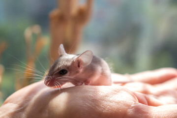 Mouse needle mouse on the hand close up