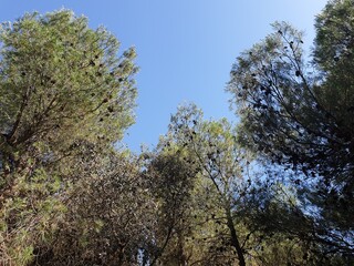 Beautiful forest and many pine trees