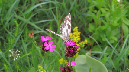 Fototapeta premium Schachbrett Schmetterling auf Blume