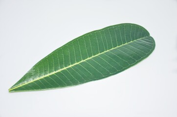 Fototapeta na wymiar Frangipani leaves are single leaves. The leaves are upside down. Spear shaped, oval, inverted Branch out And arranged alternately into clusters at the ends of branches With feather lines The line bene