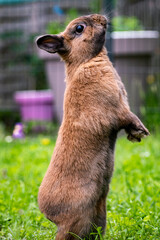 rabbit standing in the garden
