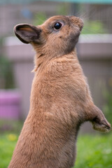 rabbit standing in the garden