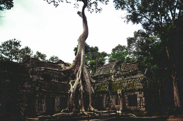 Fototapeta premium Banyan tree in the famous Ta Prohm in Angkor Archaeological Park, Krong Siem Reap Cambodia