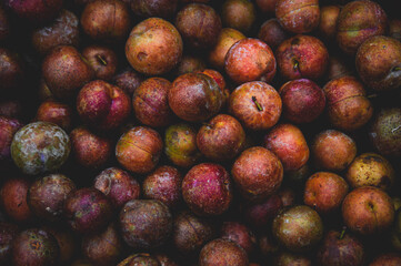 Crab apples (Malus doumeri) sold in Luang Prabang Morning Market in Laos that shows the life, culture and livelihood of the local people