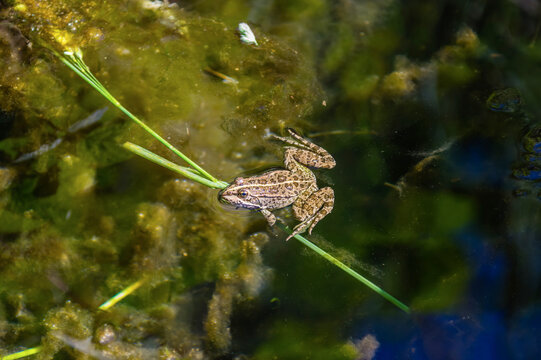 Grenouille