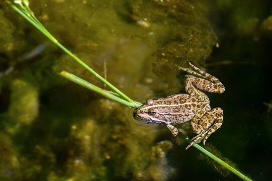 Grenouille