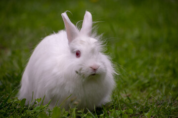 white rabbit in the grass